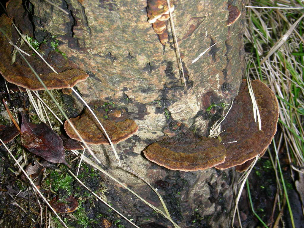 Su Salix caprea ...(Phellinus conchatus)